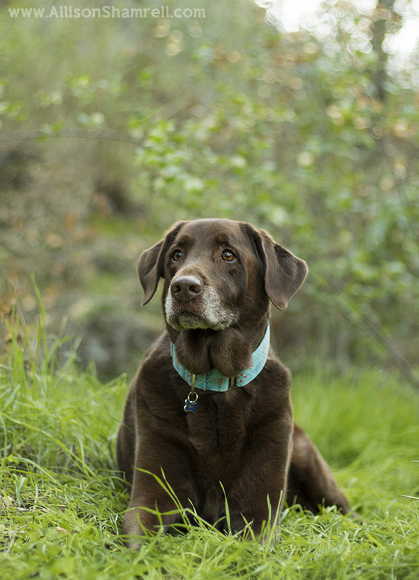 outdoors dog photo