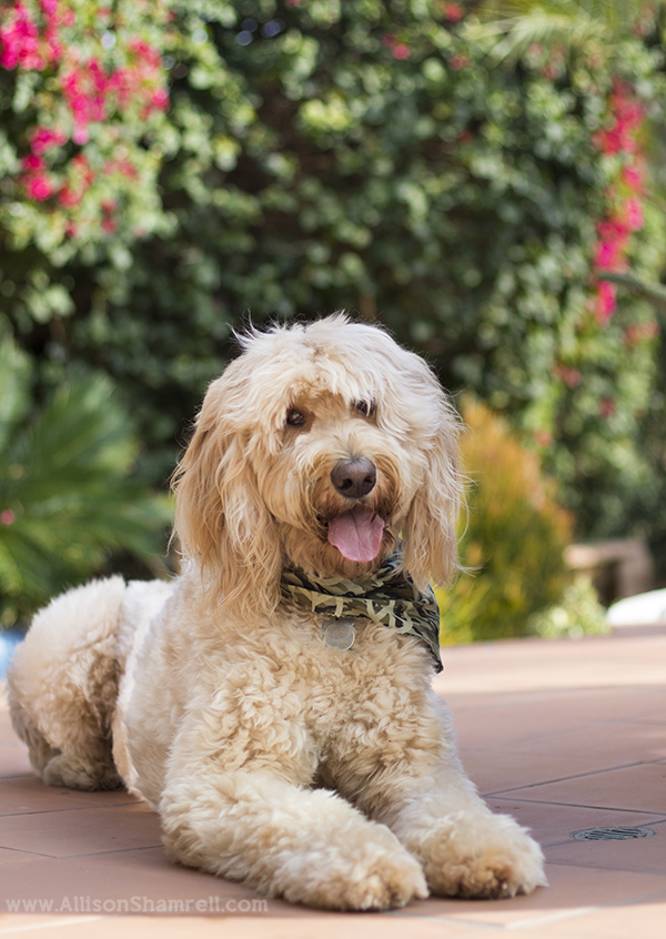 mission hills pet photo