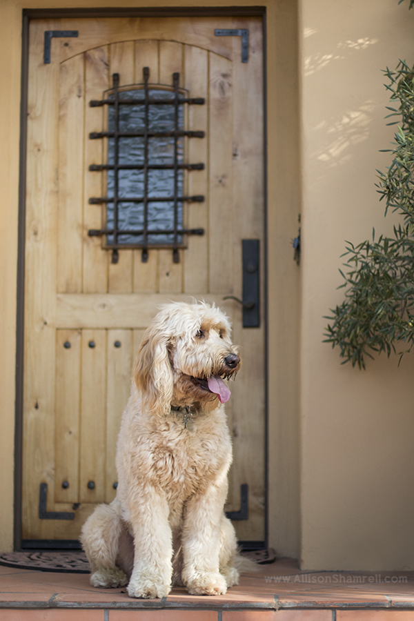 mission hills pet dog