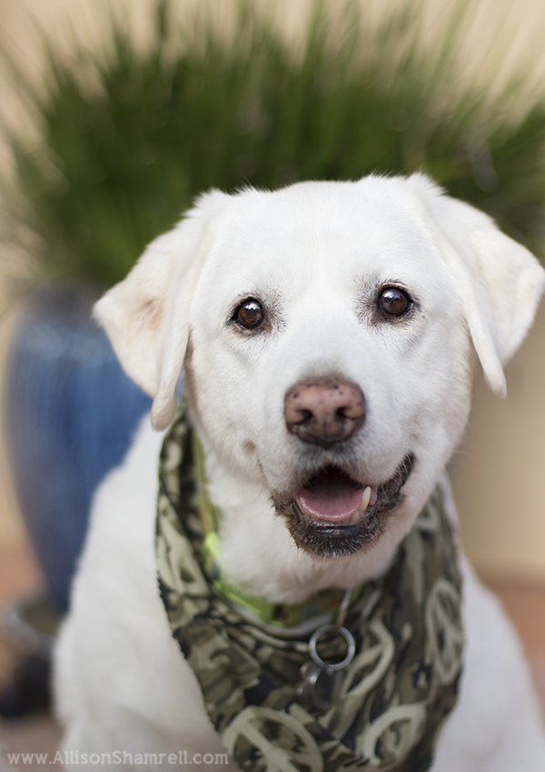 mission hills pet photography