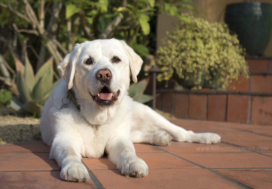 mission hills labrador dog