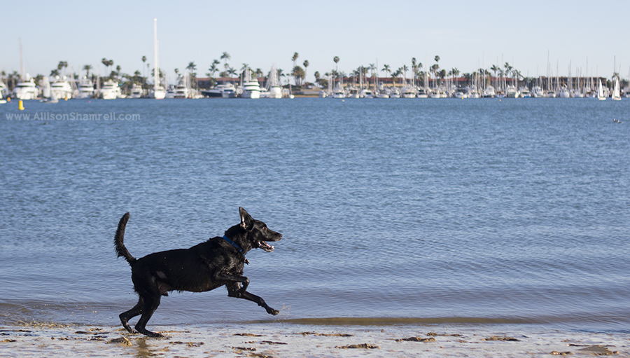 dog running beach