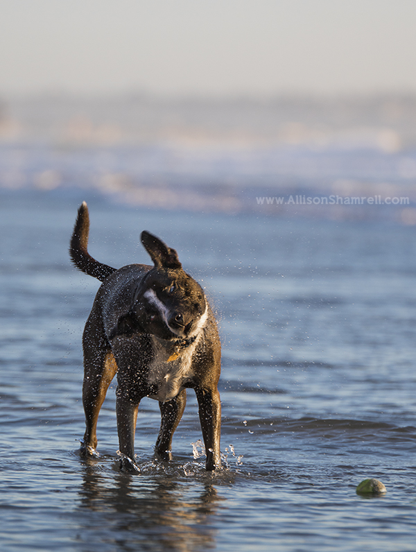 tourmaline beach dog photo