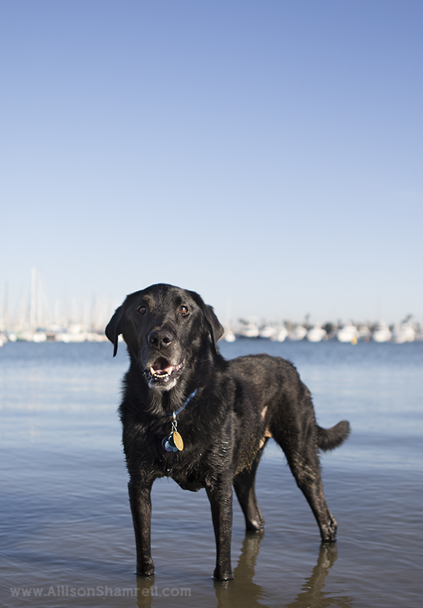 labrador mix service dog