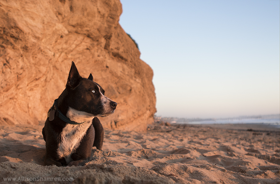 pit mix tourmaline beach