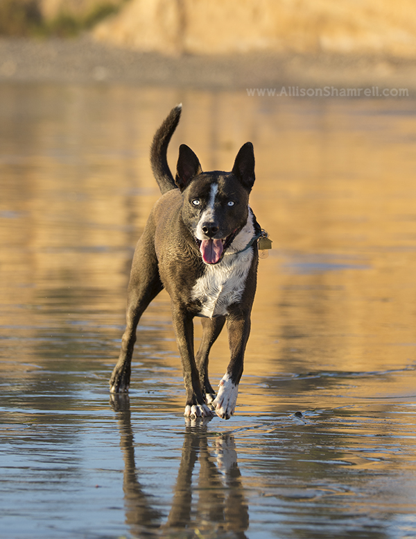 beach dog