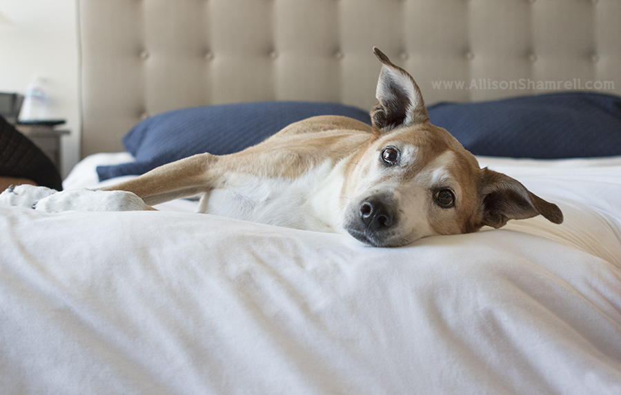 san diego mixed breed dog