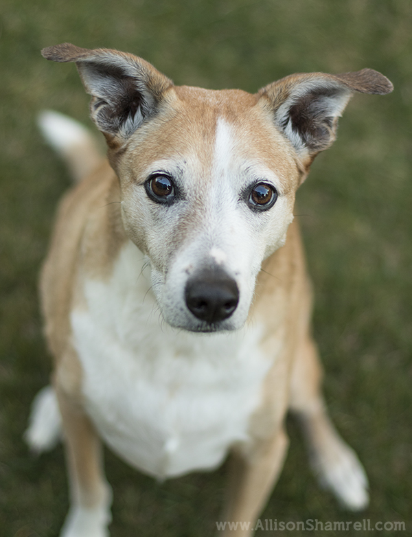 san diego mixed breed doggy