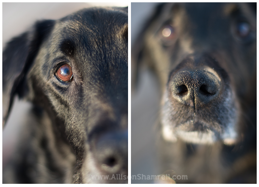 service dog close up
