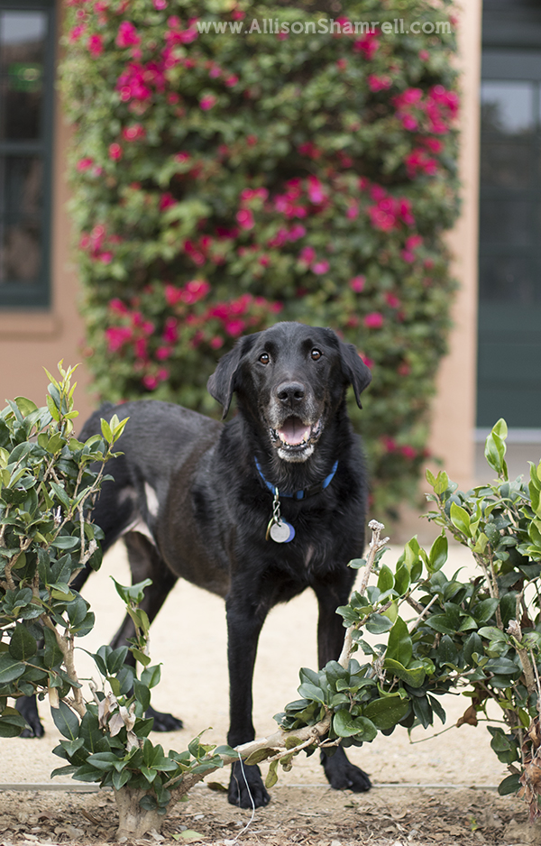 service dog flowers