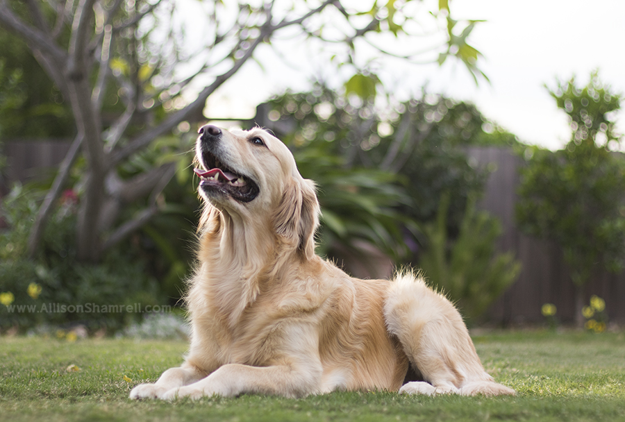 la mesa pet photography