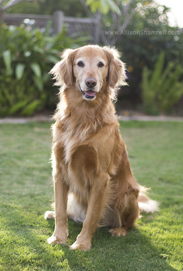 la mesa pet photo