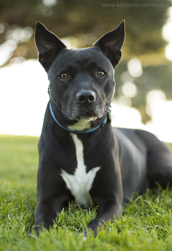 mission bay pet photo
