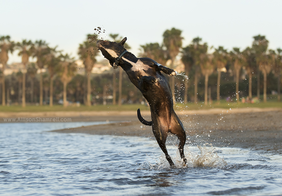 mission bay pet photography