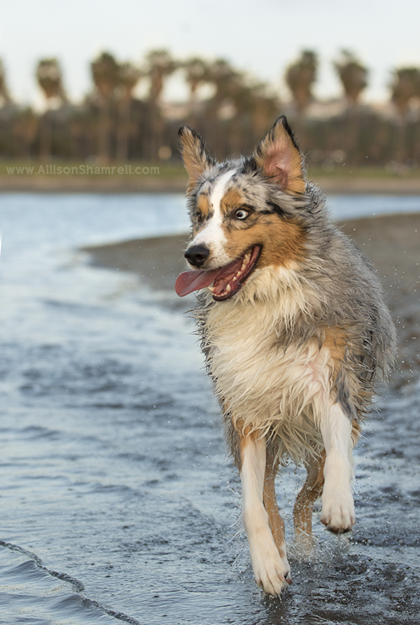 mission bay pet photos
