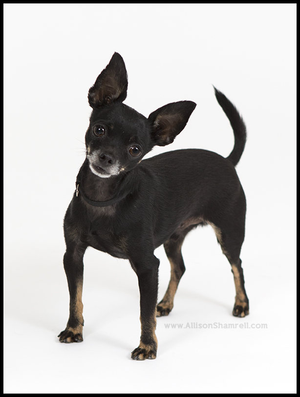 mission hills pet photo