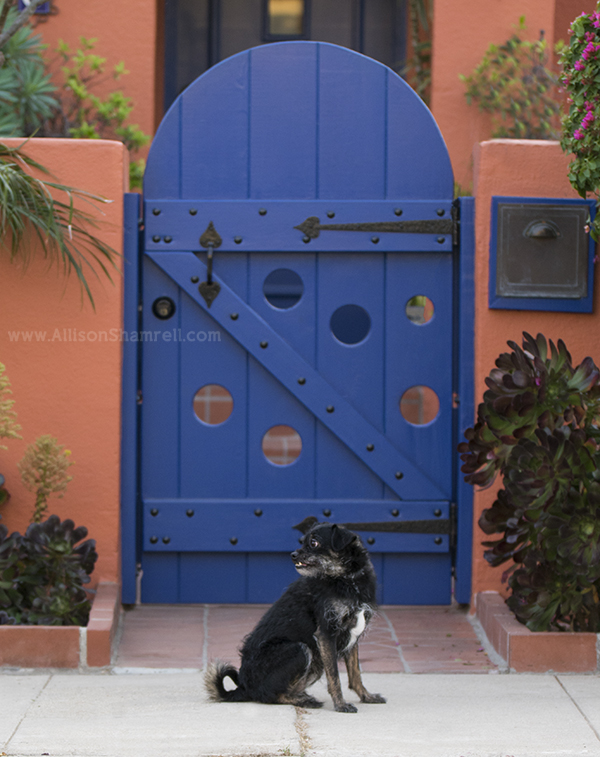 mission hills pet photographer