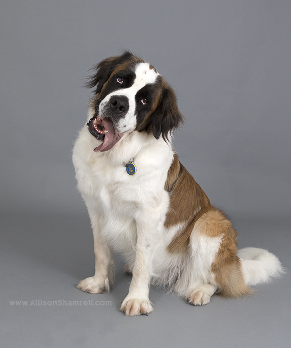 saint bernard photo