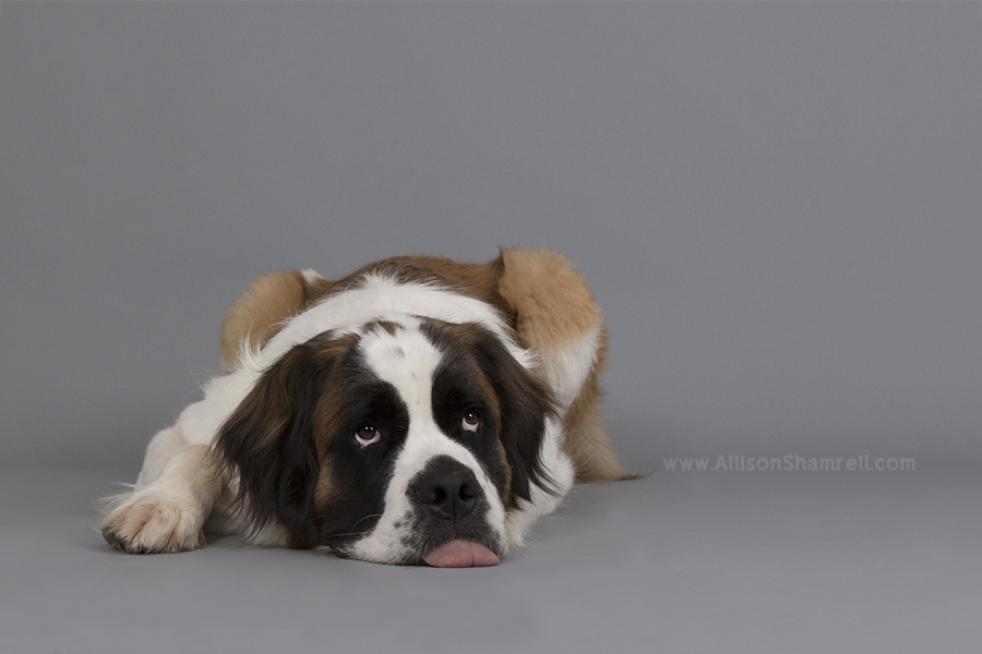 st bernard dog photo