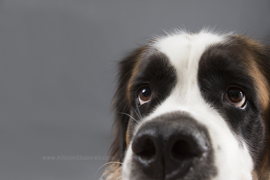 St. Bernard dog