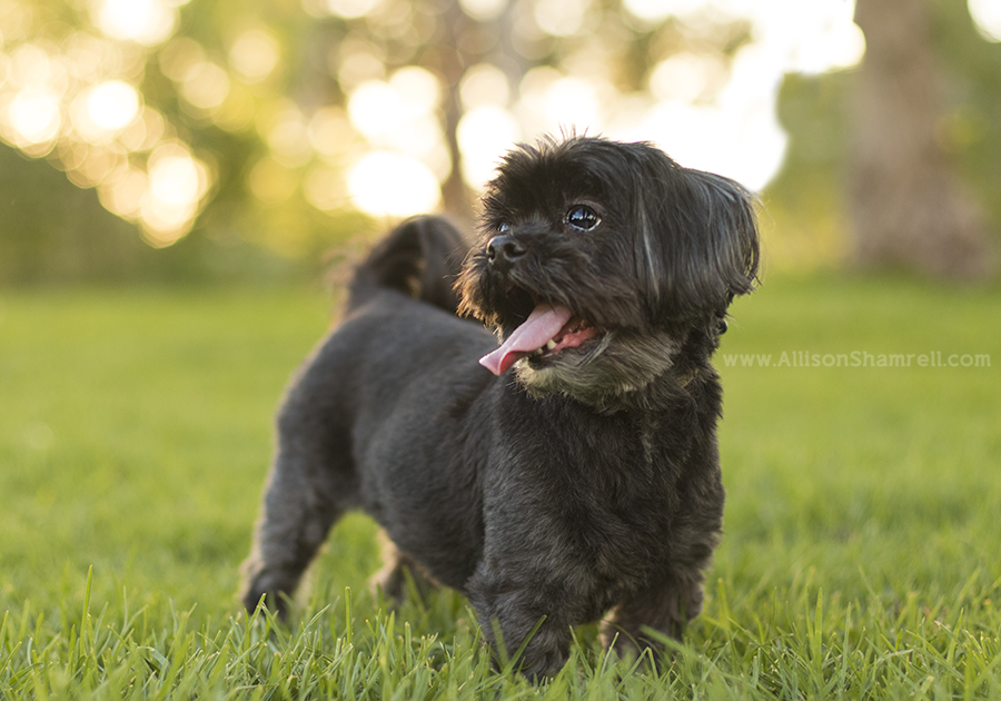vista pet photography