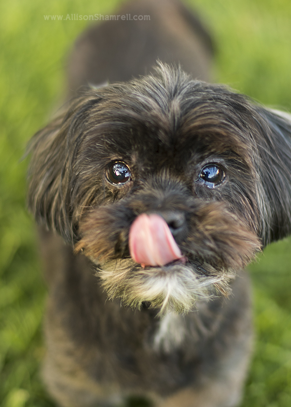 vista pet photos