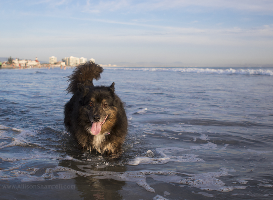Aussie mix Coronado Beach