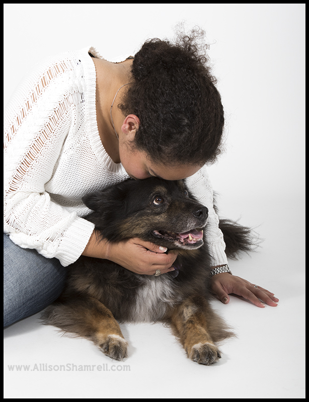 Australian shepherd mix studio