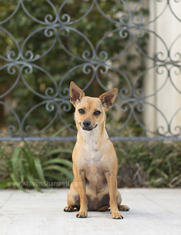 balboa park dog