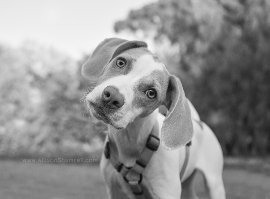 beagle puppy mix
