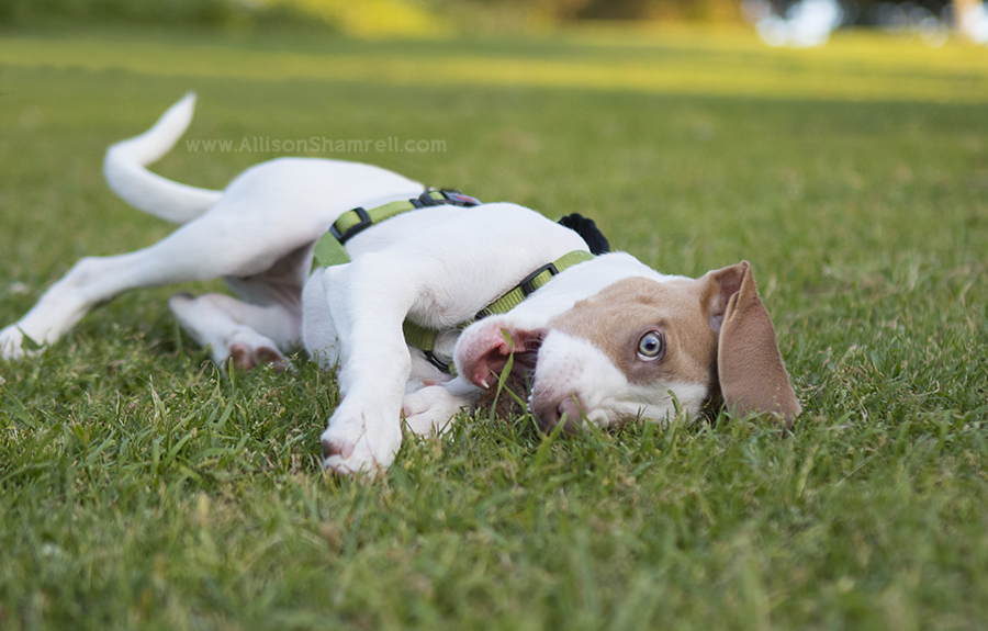 beagle puppy in park