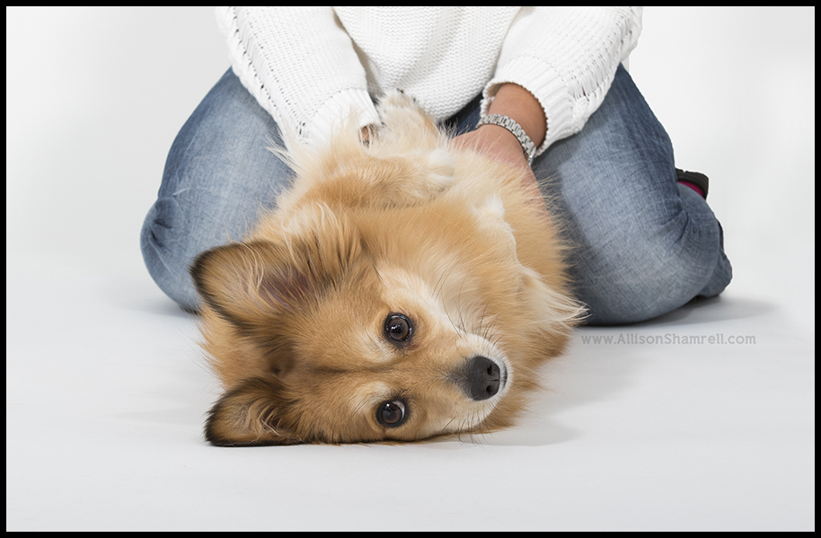 corgi mix dog