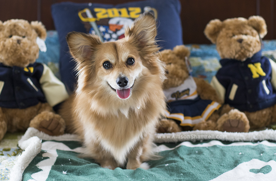 dog with teddy bears