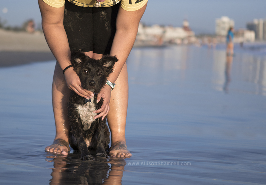 puppy's first trip to beach