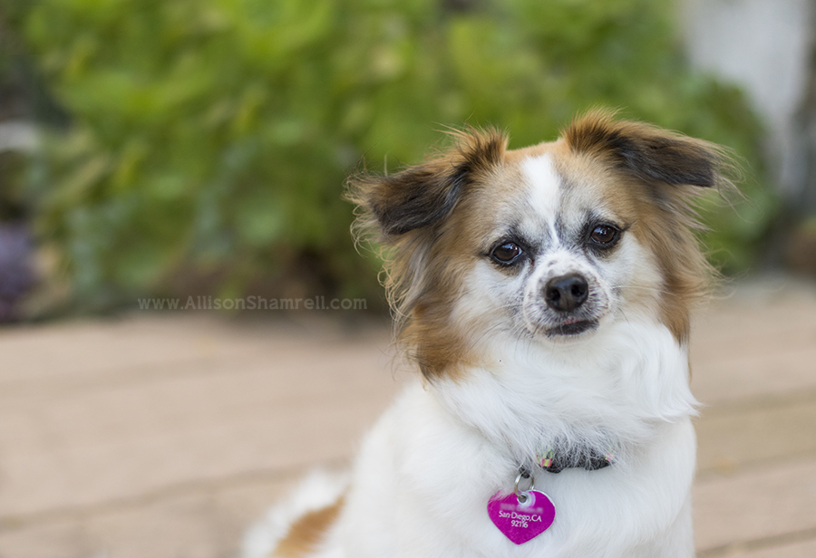 san diego papillon