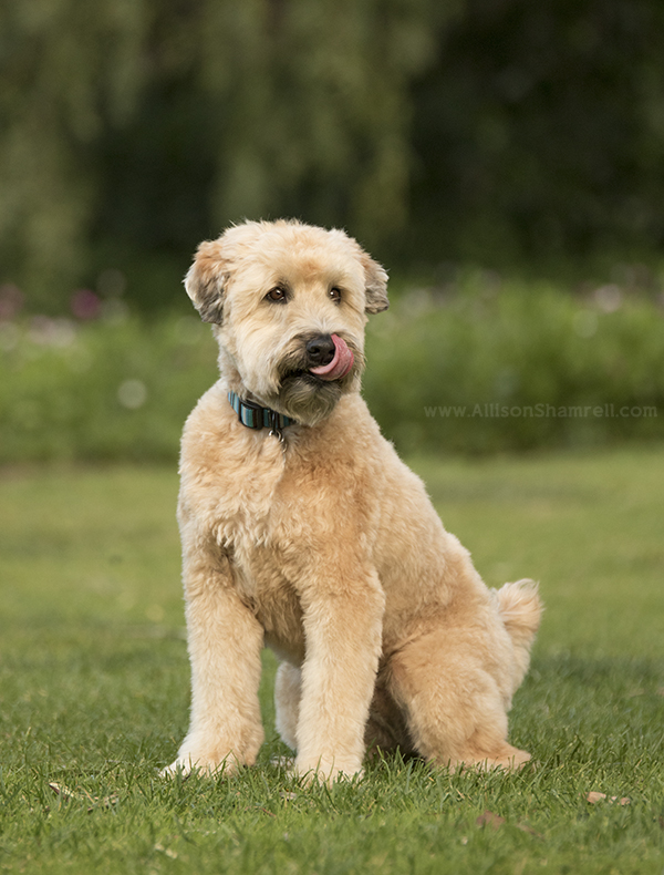 san diego wheaten