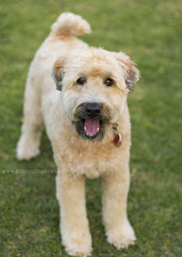 san diego wheaten terrier