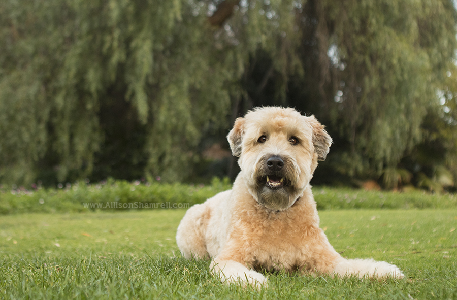 san diego wheaten terrier dog