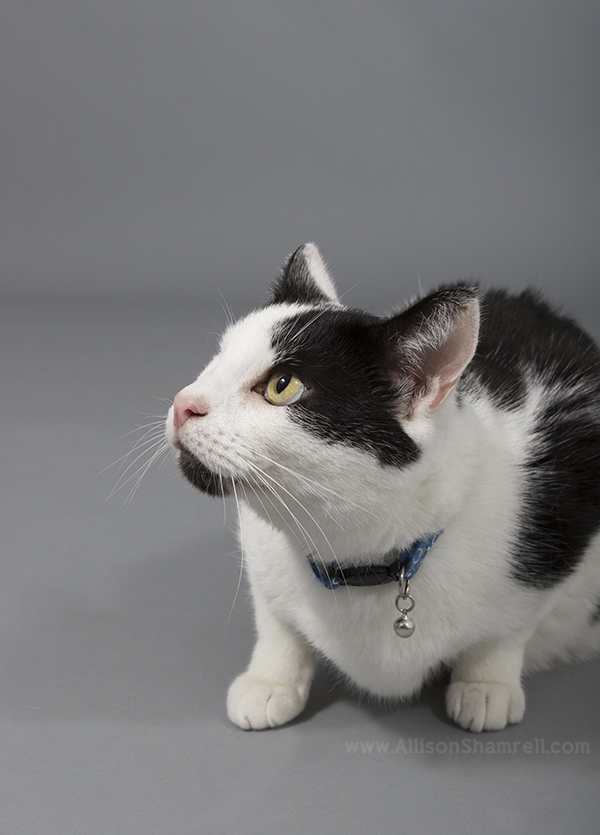 studio cat photo
