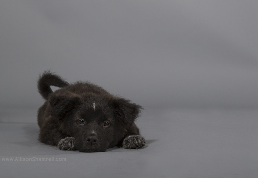 puppy studio photo