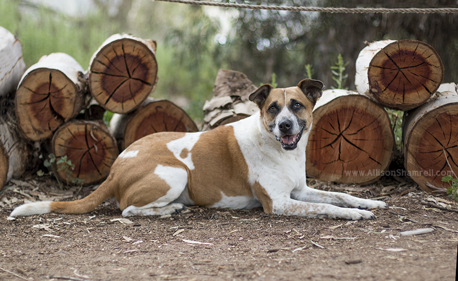 batiquitos lagoon pet photography