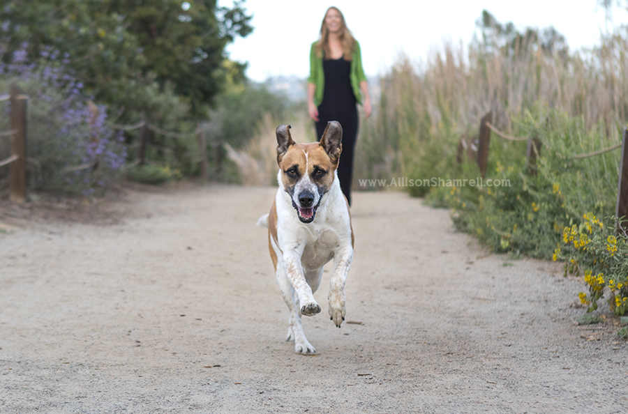 cattle dog mix batiquitos lagoon