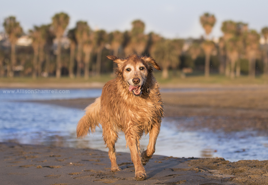 fiesta island action photo