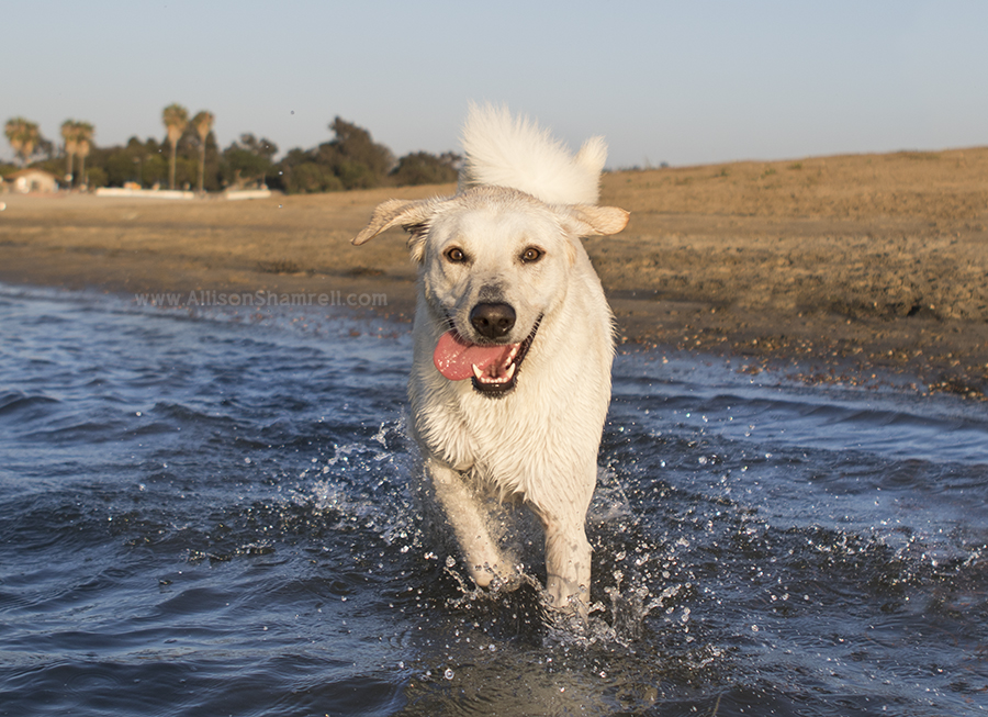 pyrenees mix fiesta island
