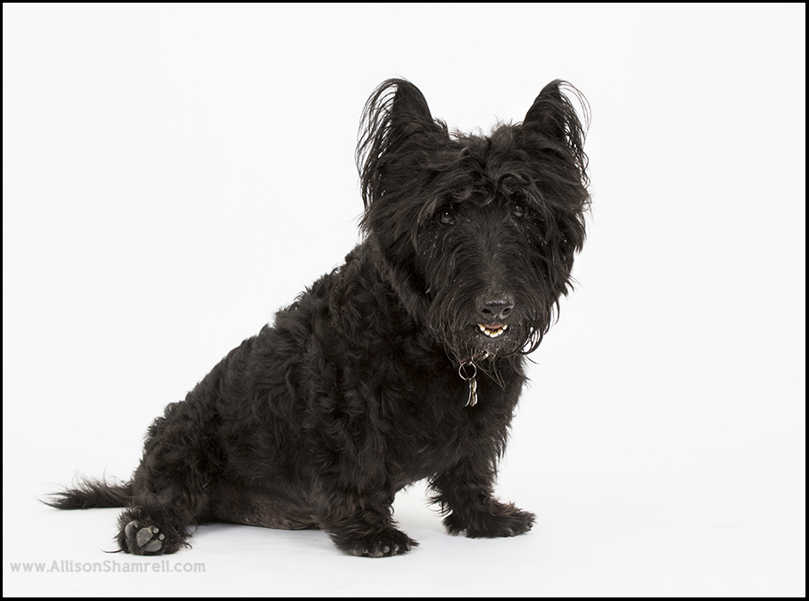 san diego scottie dog