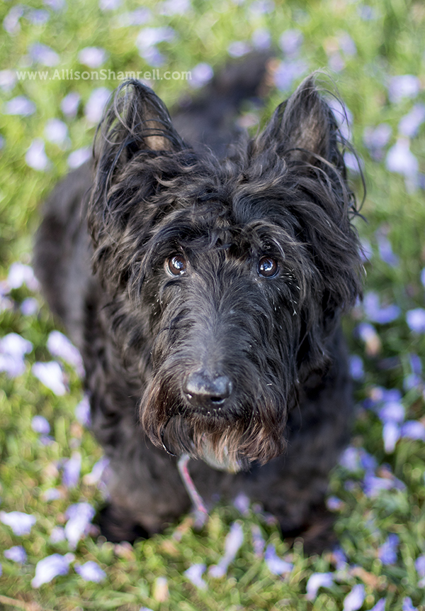 san diego scottie photo