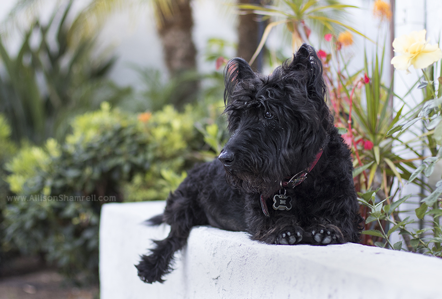 san diego scottish terrier