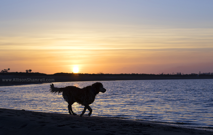 sunset dog action photo