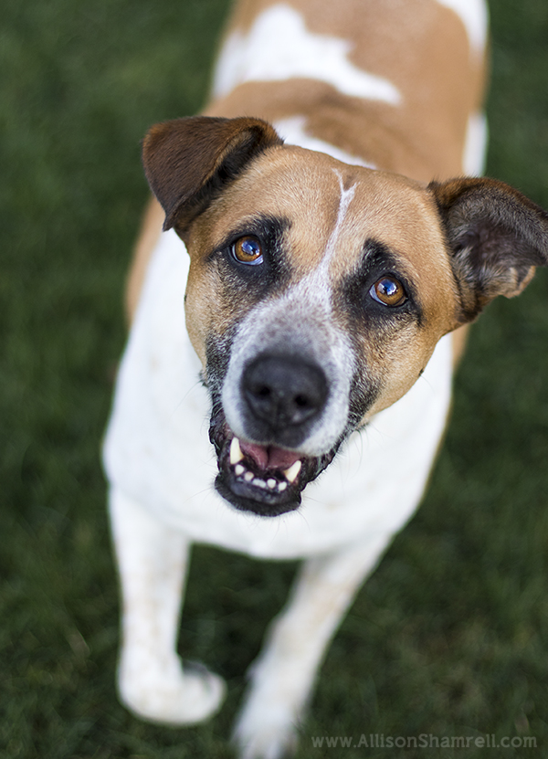 carlsbad pet photography