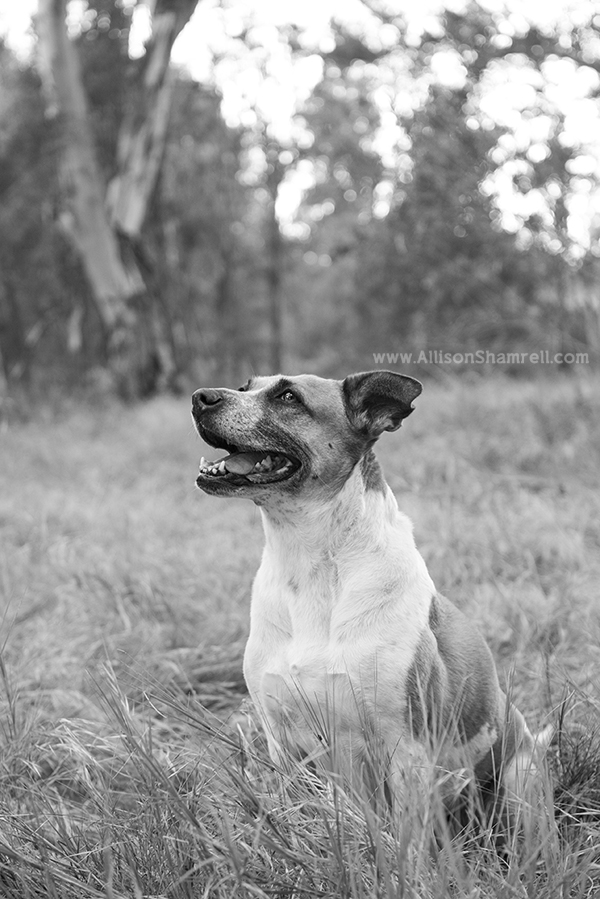 black and white carlsbad pet photography